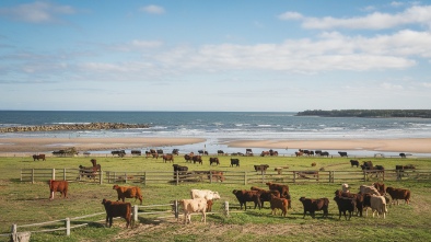 calf pasture beach