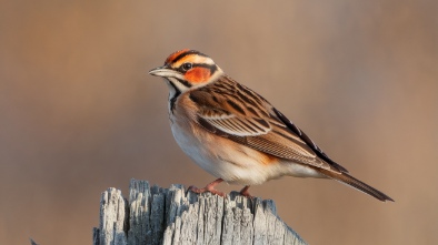 the connecticut audubon society birdcraft museum and sanctuary